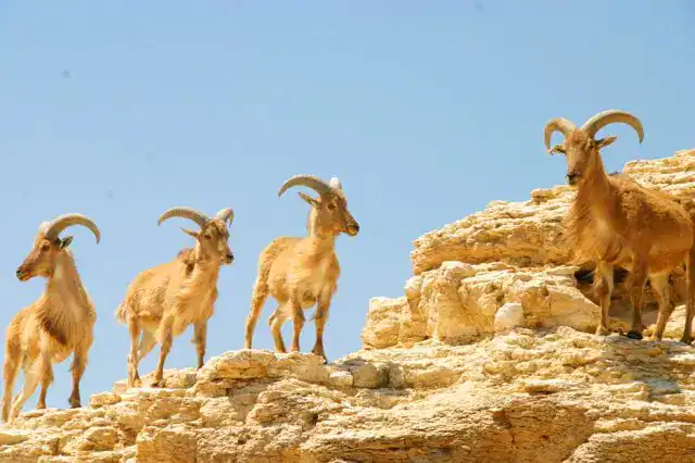 פוסט ניקוי נשמה - תדר החלום